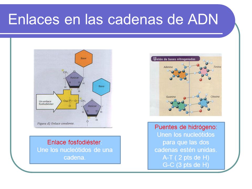 Enlaces en las cadenas de ADN