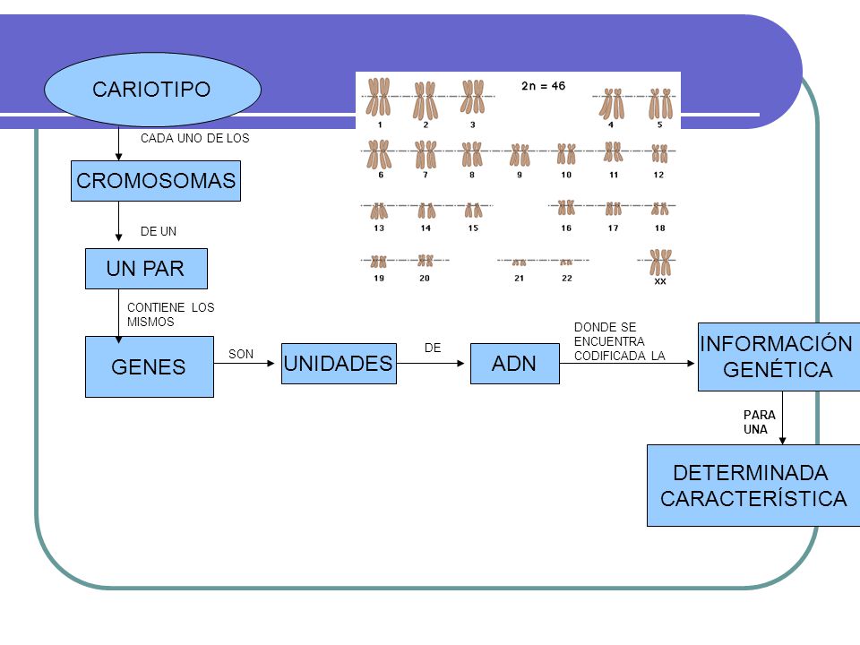 CARIOTIPO CROMOSOMAS UN PAR INFORMACIÓN GENÉTICA GENES UNIDADES ADN
