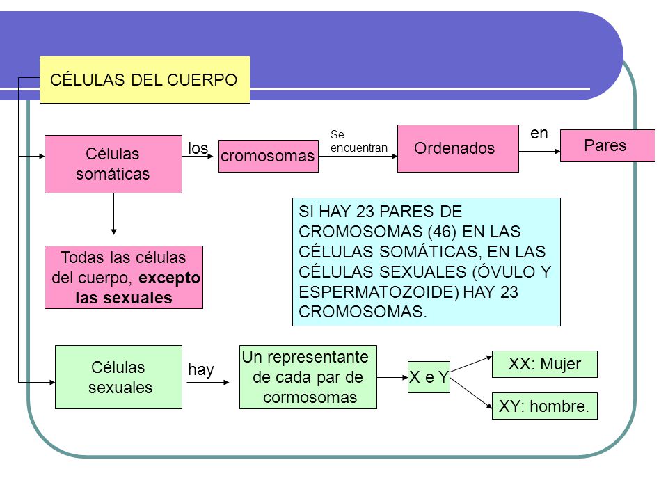 CÉLULAS DEL CUERPO en Ordenados Pares los Células cromosomas somáticas