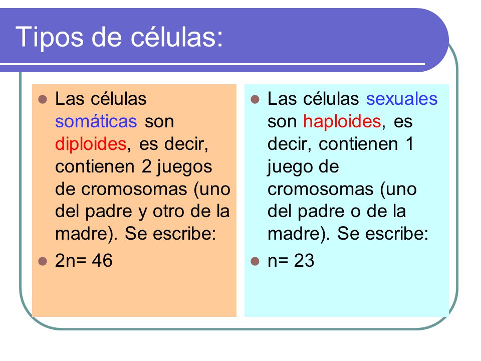 Tipos de células: Las células somáticas son diploides, es decir, contienen 2 juegos de cromosomas (uno del padre y otro de la madre). Se escribe: