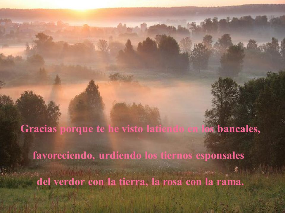 Gracias porque te he visto latiendo en los bancales,