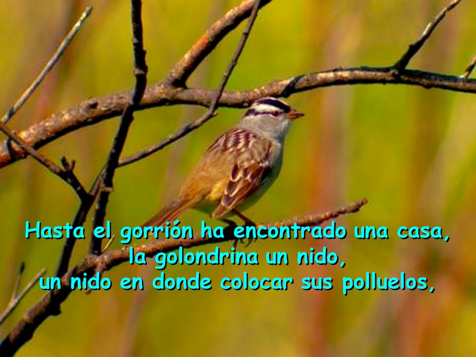Hasta el gorrión ha encontrado una casa, la golondrina un nido,