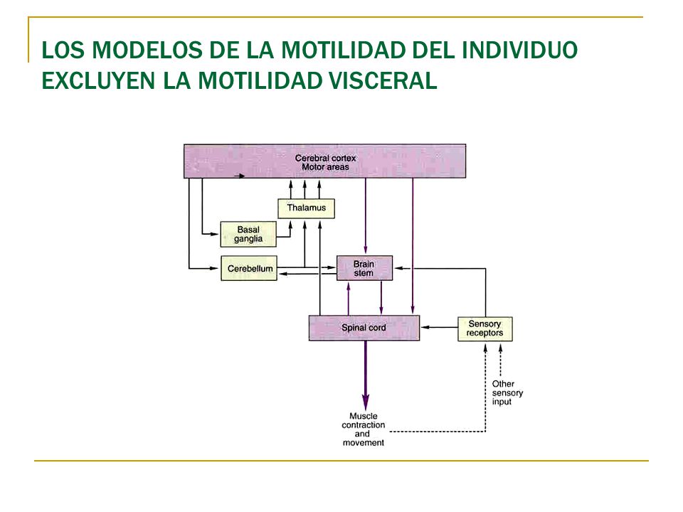 LOS MODELOS DE LA MOTILIDAD DEL INDIVIDUO EXCLUYEN LA MOTILIDAD VISCERAL