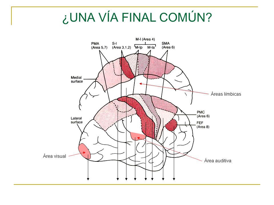 ¿UNA VÍA FINAL COMÚN Áreas límbicas Área visual Área auditiva