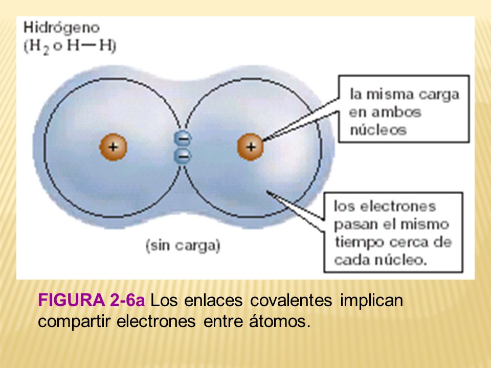 FIGURA 2-6a Los enlaces covalentes implican compartir electrones entre átomos