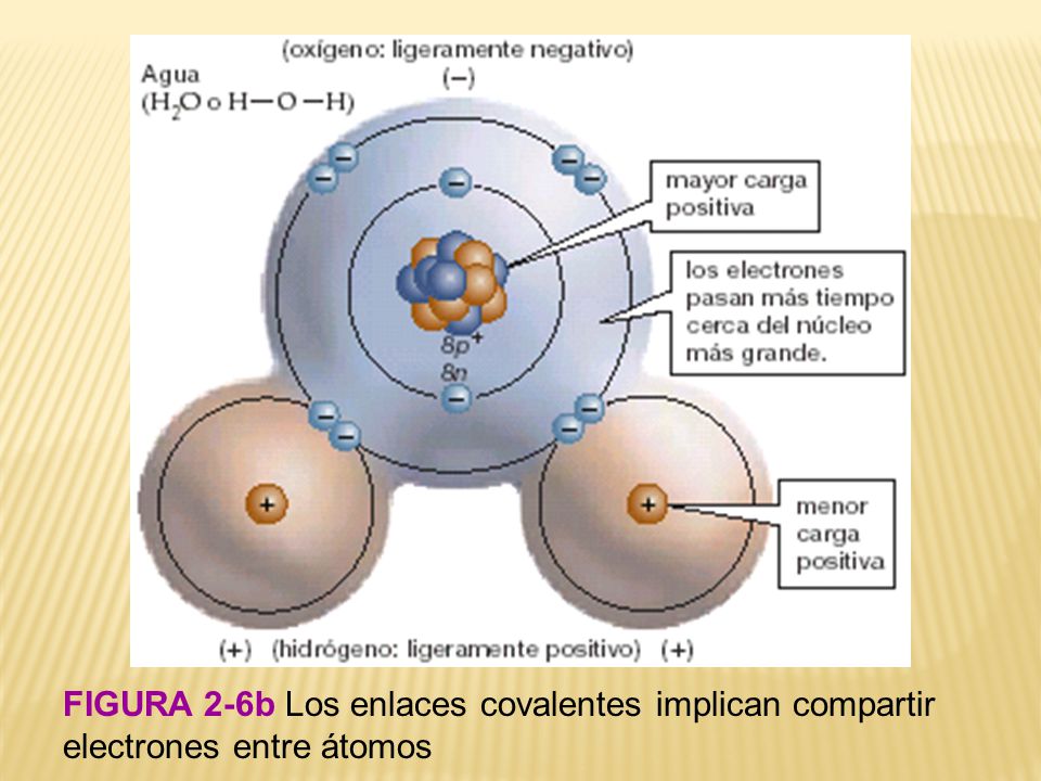 FIGURA 2-6b Los enlaces covalentes implican compartir electrones entre átomos