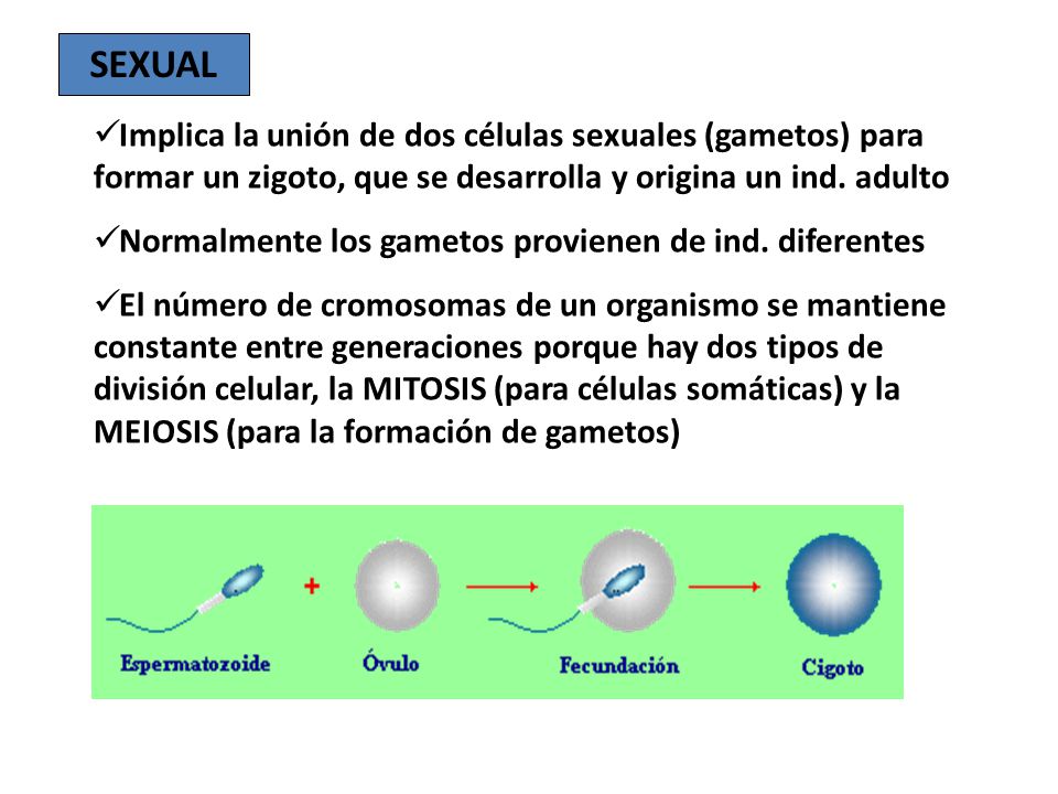 SEXUAL Implica la unión de dos células sexuales (gametos) para formar un zigoto, que se desarrolla y origina un ind. adulto.