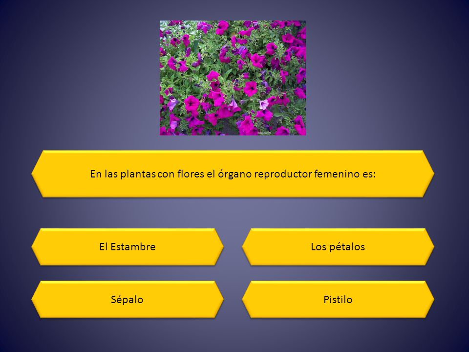 En las plantas con flores el órgano reproductor femenino es: