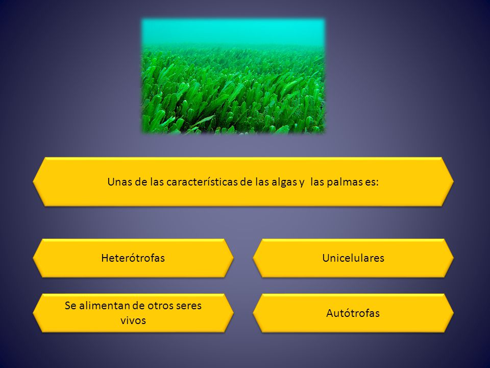 Unas de las características de las algas y las palmas es: