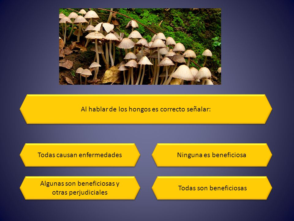 Al hablar de los hongos es correcto señalar: