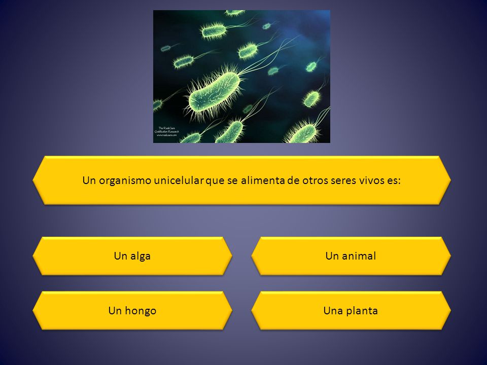Un organismo unicelular que se alimenta de otros seres vivos es: