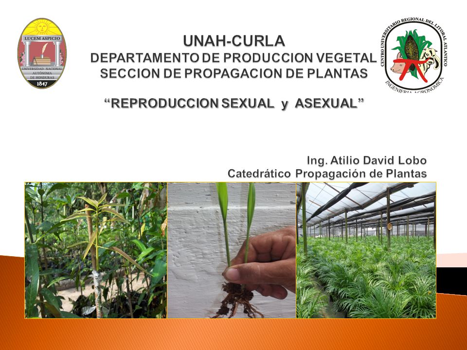 UNAH-CURLA DEPARTAMENTO DE PRODUCCION VEGETAL SECCION DE PROPAGACION DE PLANTAS REPRODUCCION SEXUAL y ASEXUAL Ing.