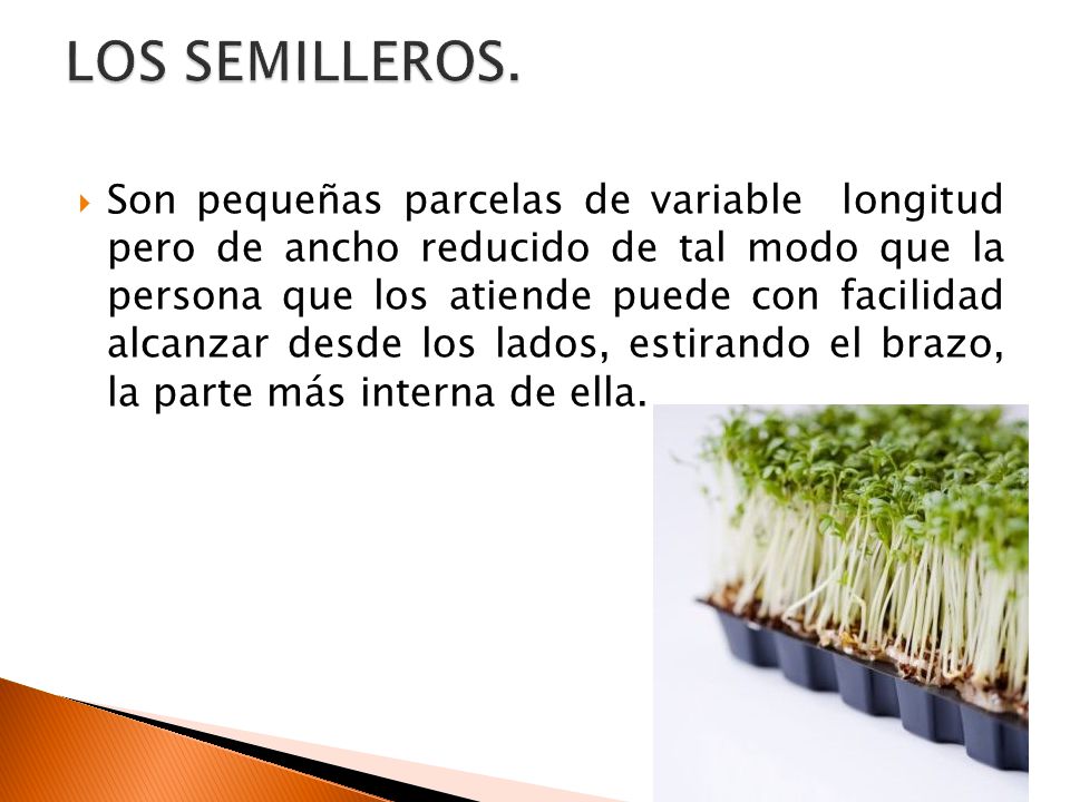 LOS SEMILLEROS.