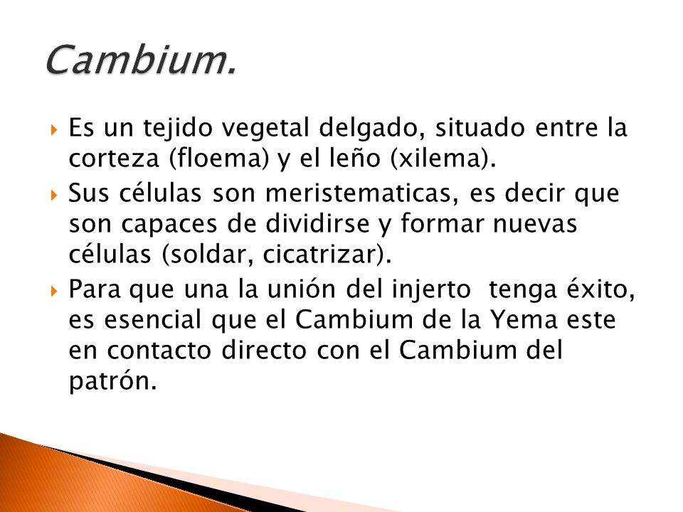 Cambium. Es un tejido vegetal delgado, situado entre la corteza (floema) y el leño (xilema).