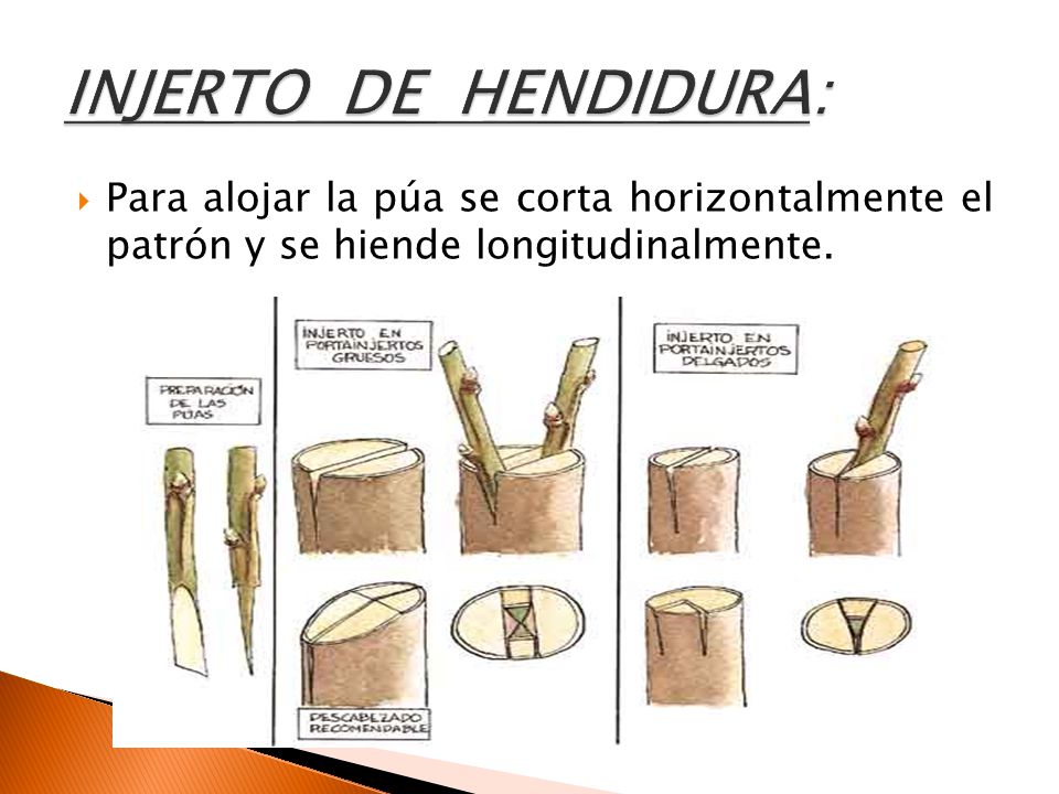 INJERTO DE HENDIDURA: Para alojar la púa se corta horizontalmente el patrón y se hiende longitudinalmente.