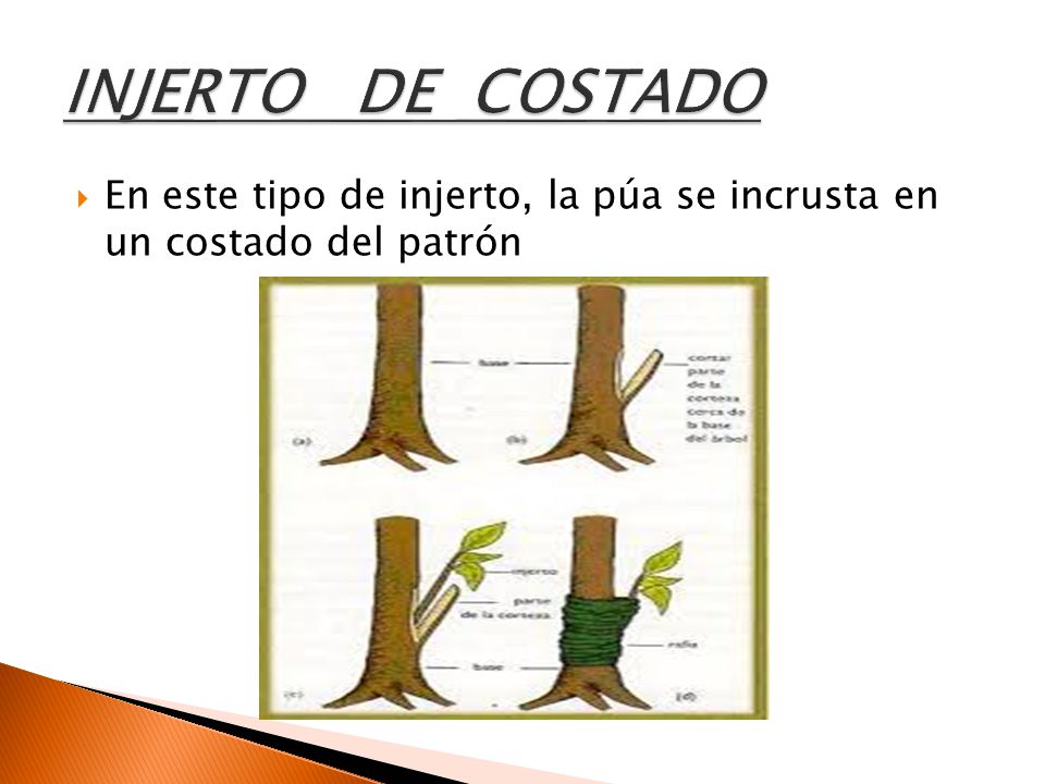 INJERTO DE COSTADO En este tipo de injerto, la púa se incrusta en un costado del patrón
