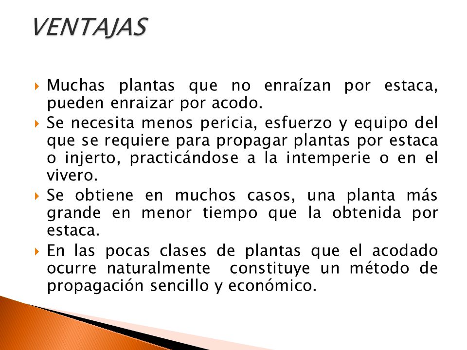 VENTAJAS Muchas plantas que no enraízan por estaca, pueden enraizar por acodo.