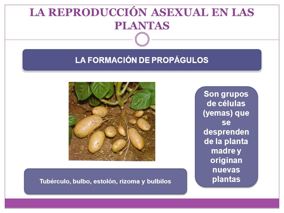 LA REPRODUCCIÓN ASEXUAL EN LAS PLANTAS