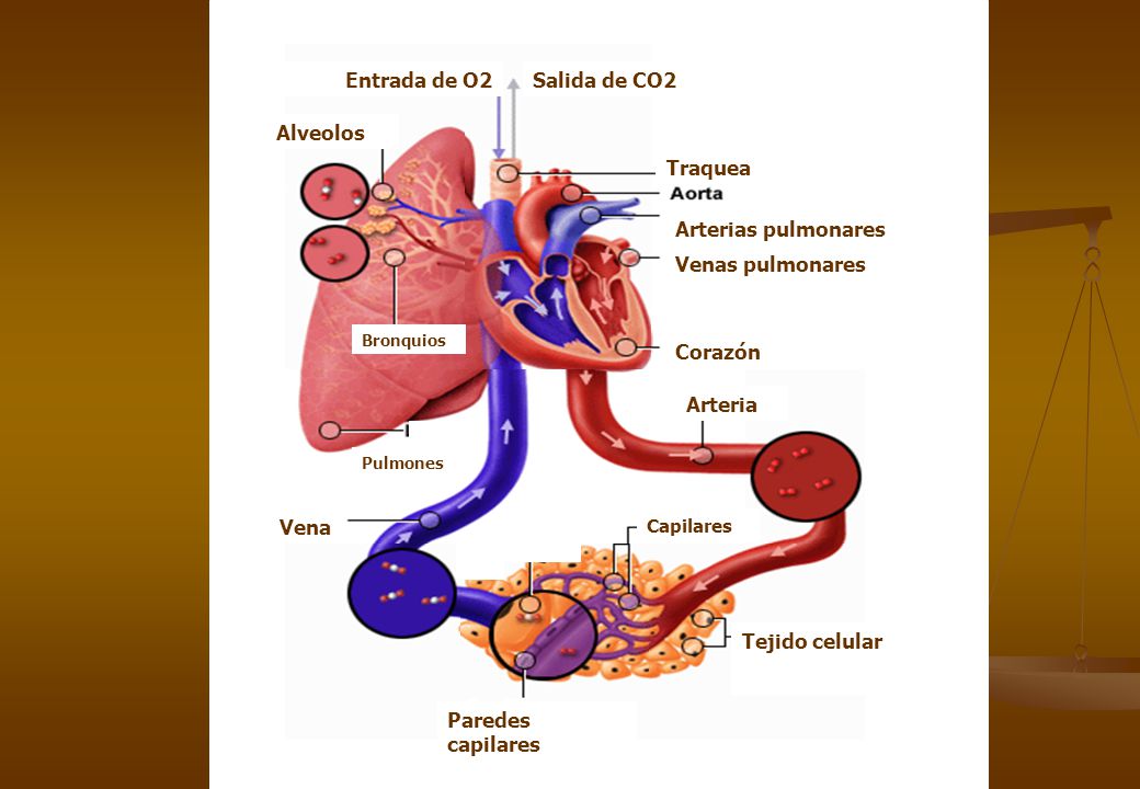 Paredes capilares Vena Arteria Corazón Venas pulmonares