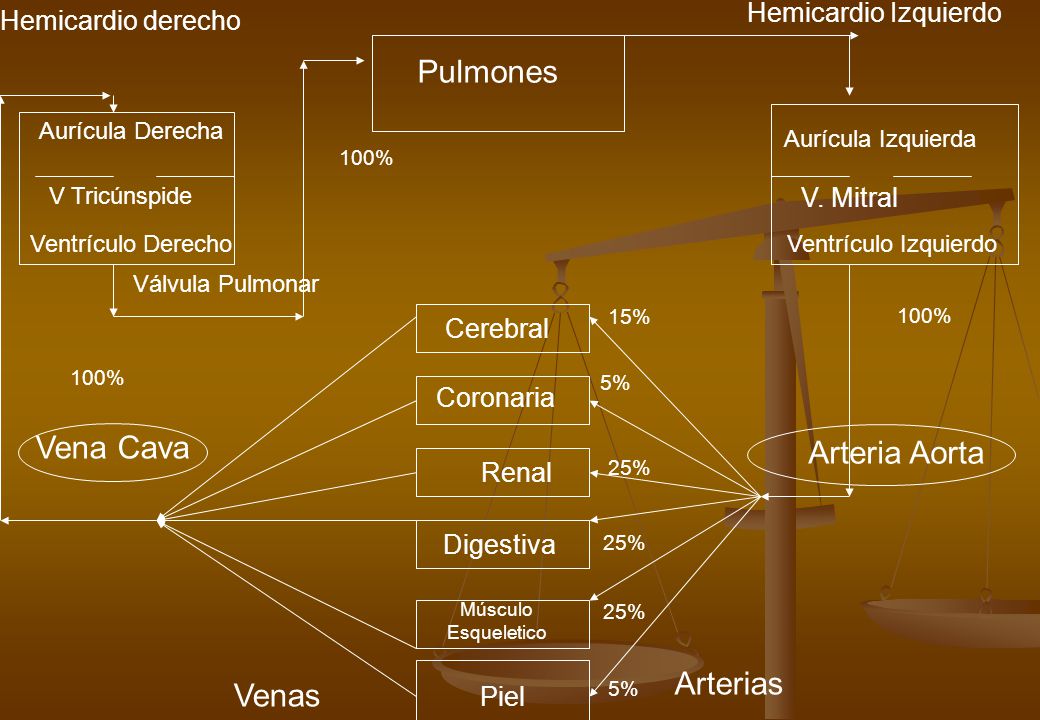 Pulmones Vena Cava Arteria Aorta Arterias Venas Hemicardio Izquierdo
