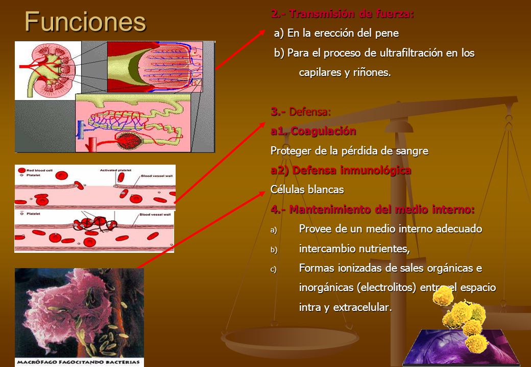 Funciones 2.- Transmisión de fuerza: a) En la erección del pene