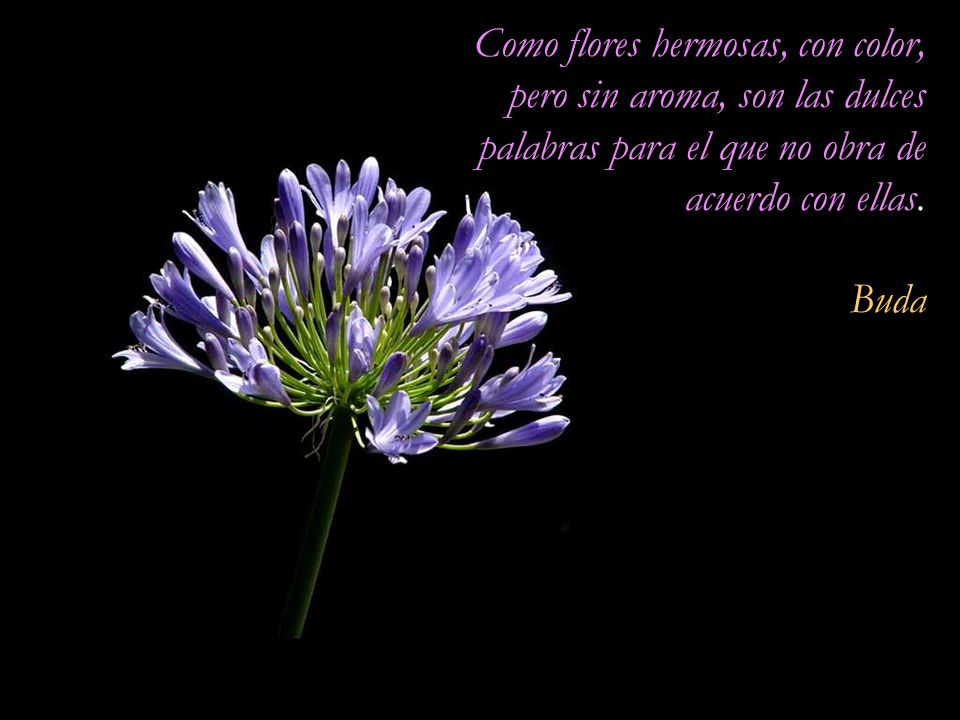 Como flores hermosas, con color, pero sin aroma, son las dulces palabras para el que no obra de acuerdo con ellas.