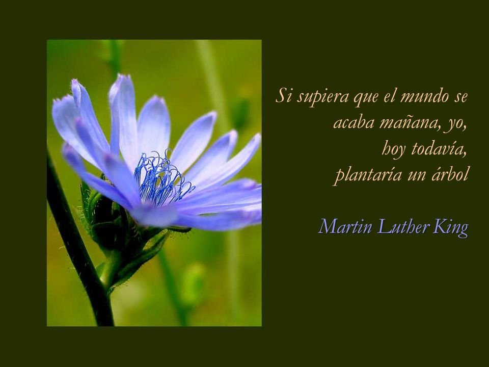 Si supiera que el mundo se acaba mañana, yo, hoy todavía, plantaría un árbol Martin Luther King
