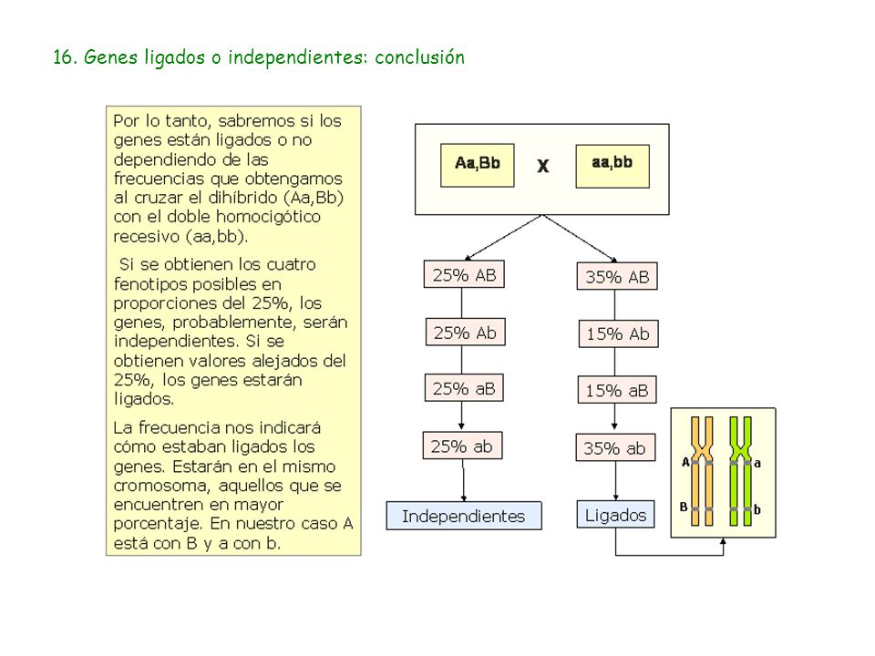 16. Genes ligados o independientes: conclusión