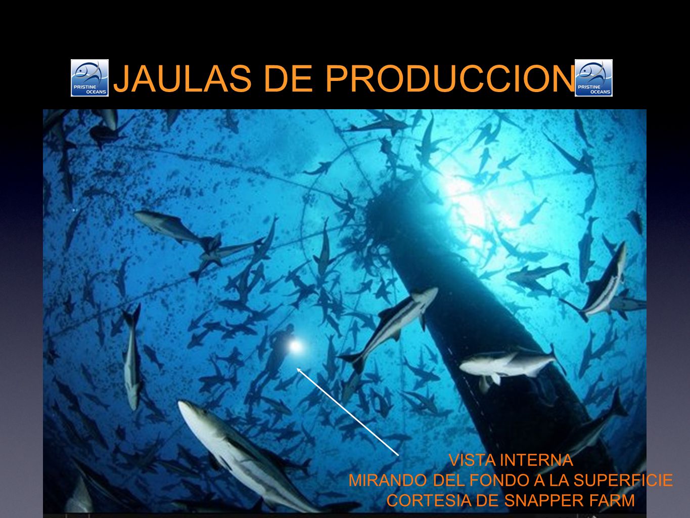 JAULAS DE PRODUCCION VISTA INTERNA MIRANDO DEL FONDO A LA SUPERFICIE