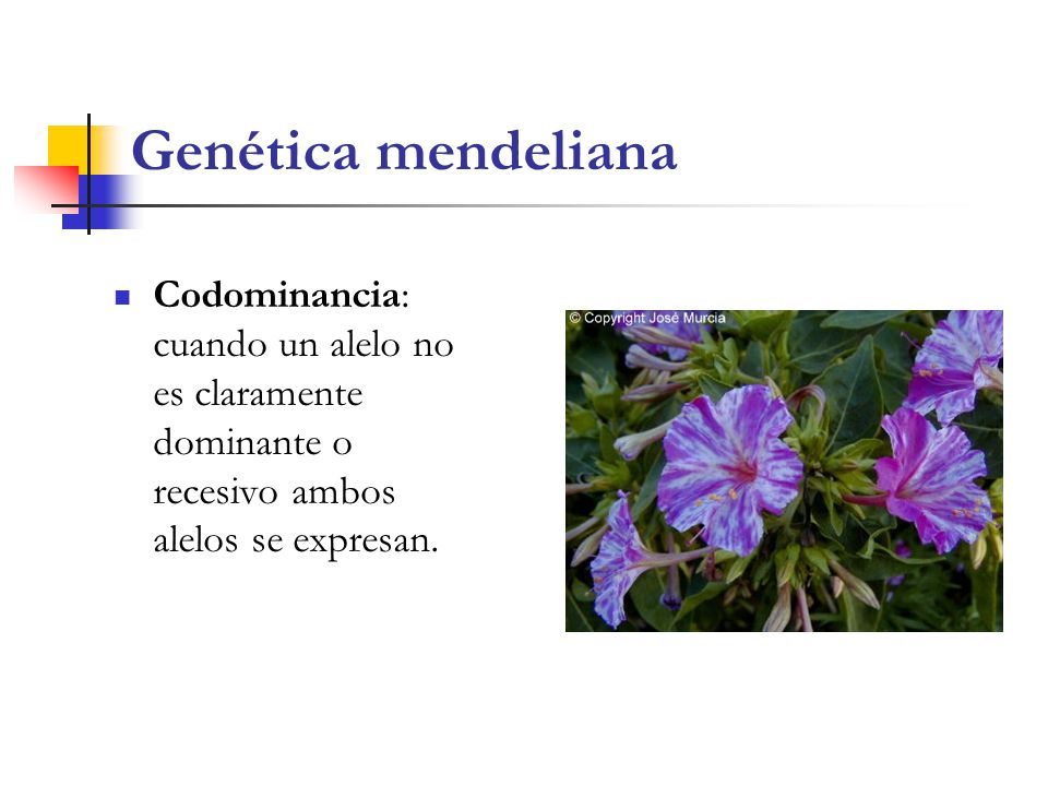 Genética mendeliana Codominancia: cuando un alelo no es claramente dominante o recesivo ambos alelos se expresan.