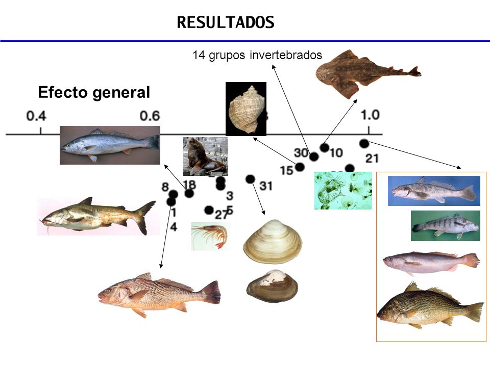 RESULTADOS 14 grupos invertebrados Efecto general