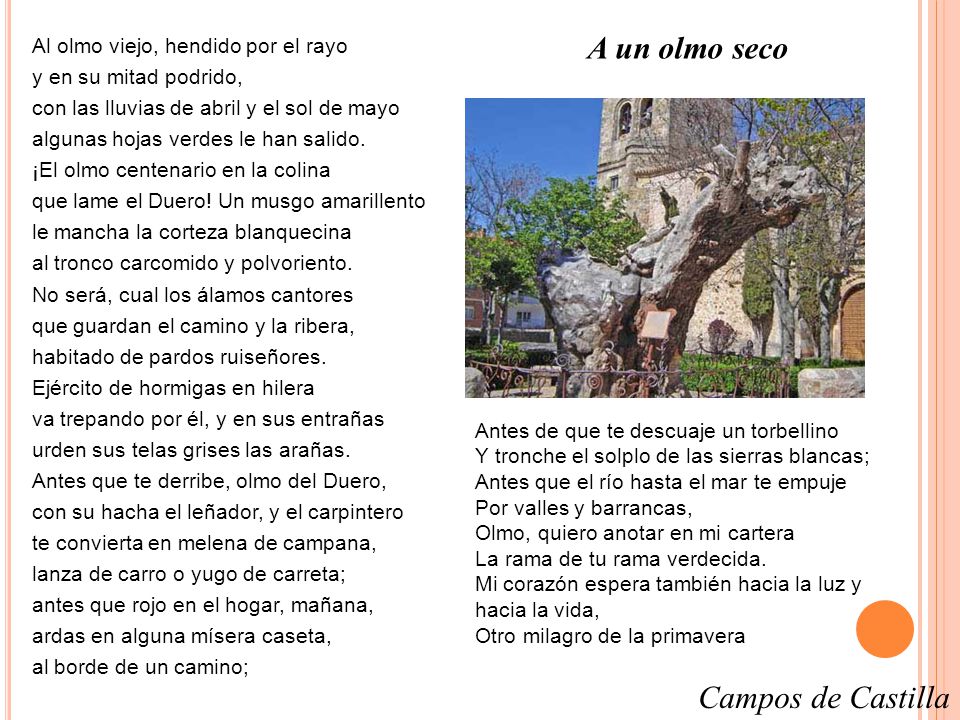 A un olmo seco Campos de Castilla Al olmo viejo, hendido por el rayo