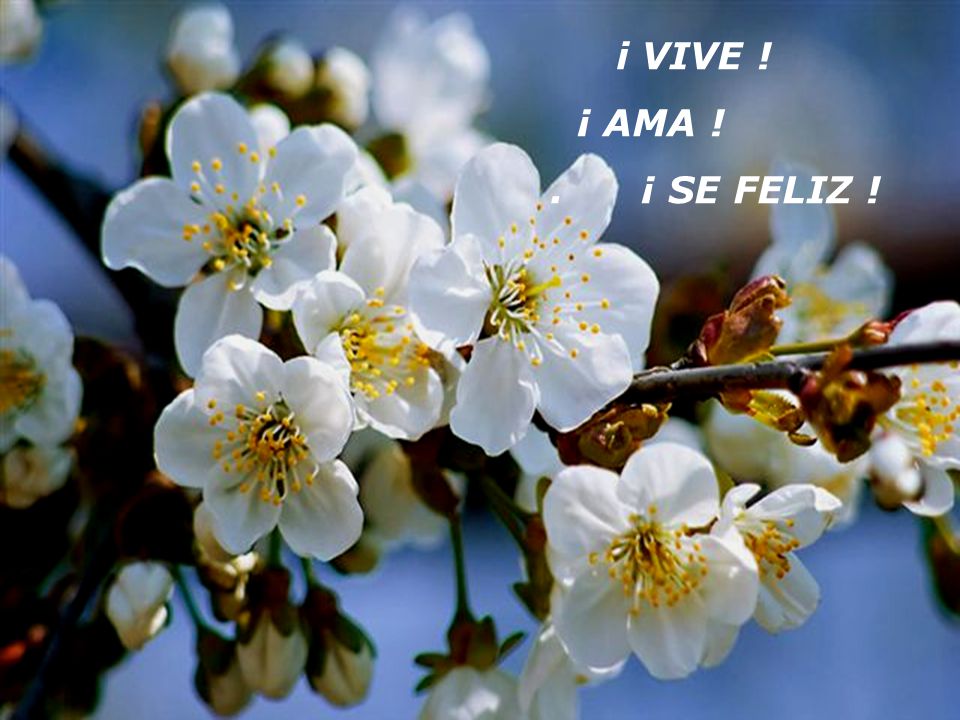 i VIVE ! ¡ AMA ! . ¡ SE FELIZ !