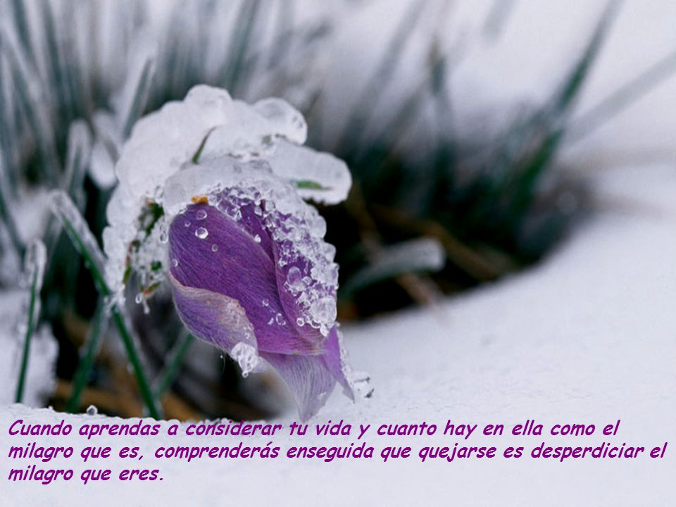 Cuando aprendas a considerar tu vida y cuanto hay en ella como el milagro que es, comprenderás enseguida que quejarse es desperdiciar el milagro que eres.