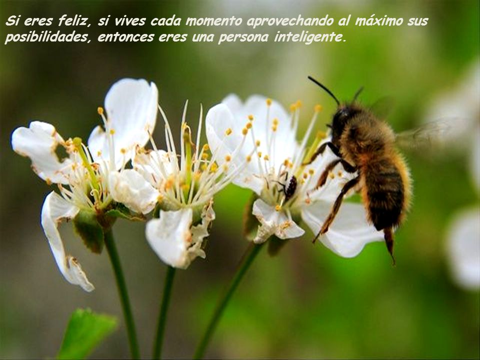 Si eres feliz, si vives cada momento aprovechando al máximo sus posibilidades, entonces eres una persona inteligente.