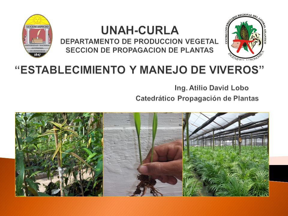 UNAH-CURLA DEPARTAMENTO DE PRODUCCION VEGETAL SECCION DE PROPAGACION DE PLANTAS ESTABLECIMIENTO Y MANEJO DE VIVEROS Ing.