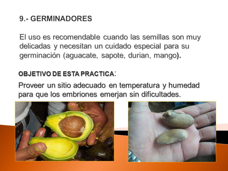 9.- GERMINADORES El uso es recomendable cuando las semillas son muy delicadas y necesitan un cuidado especial para su germinación (aguacate, sapote, durian, mango).