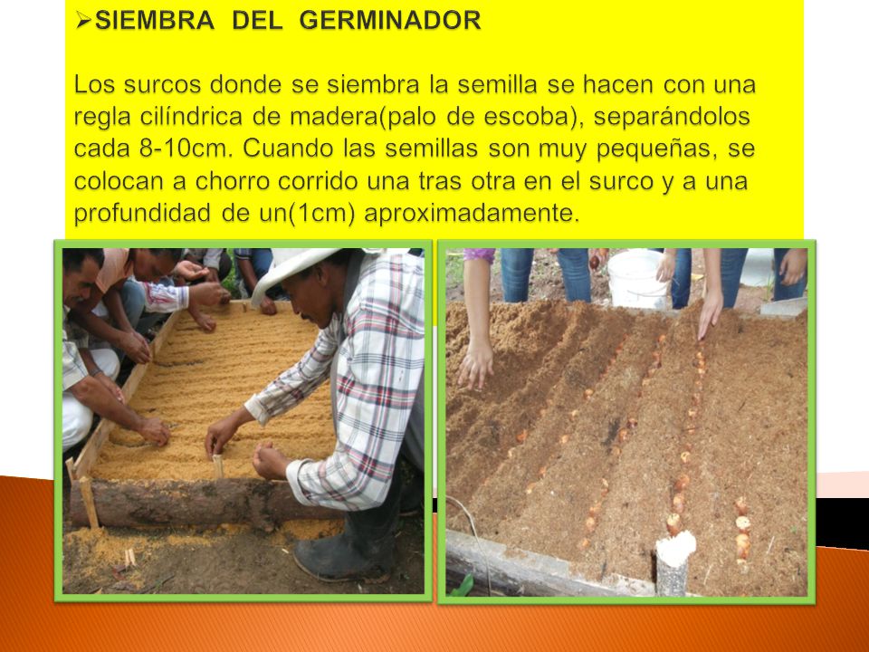 SIEMBRA DEL GERMINADOR Los surcos donde se siembra la semilla se hacen con una regla cilíndrica de madera(palo de escoba), separándolos cada 8-10cm.
