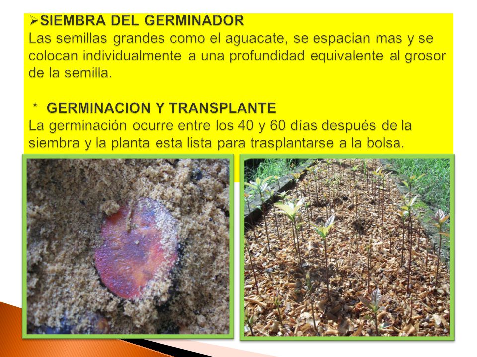 SIEMBRA DEL GERMINADOR Las semillas grandes como el aguacate, se espacian mas y se colocan individualmente a una profundidad equivalente al grosor de la semilla.