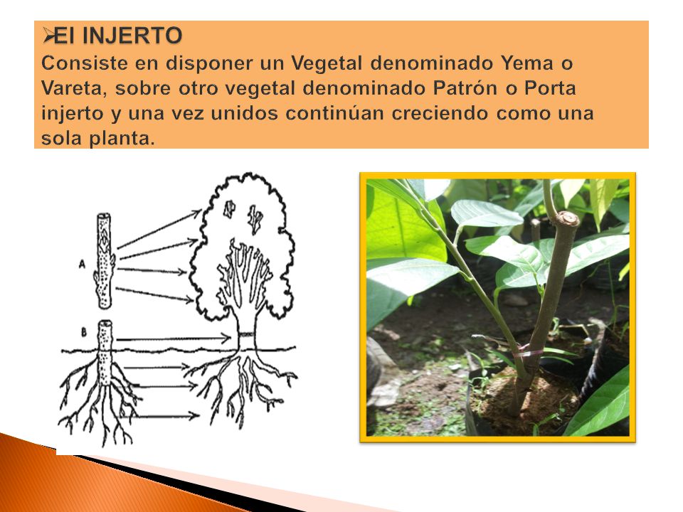 El INJERTO Consiste en disponer un Vegetal denominado Yema o Vareta, sobre otro vegetal denominado Patrón o Porta injerto y una vez unidos continúan creciendo como una sola planta.