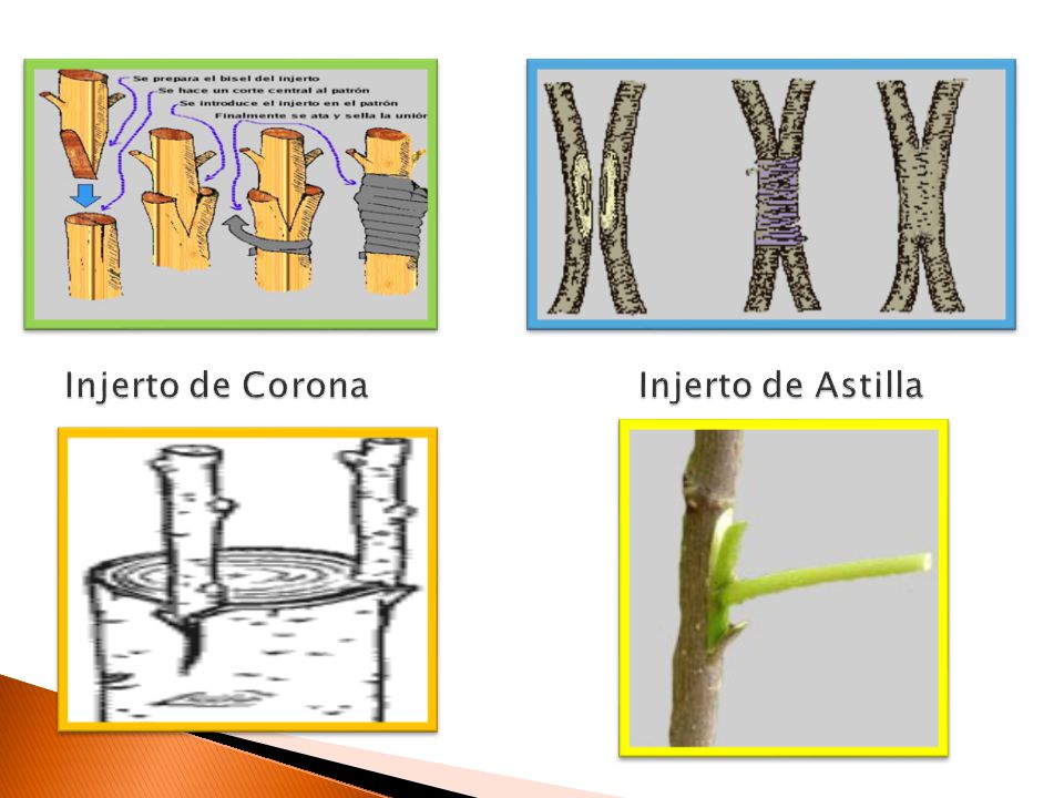 i Injerto de Corona Injerto de Astilla
