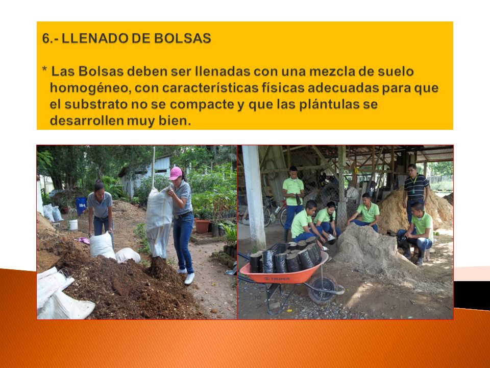 6.- LLENADO DE BOLSAS * Las Bolsas deben ser llenadas con una mezcla de suelo homogéneo, con características físicas adecuadas para que el substrato no se compacte y que las plántulas se desarrollen muy bien.