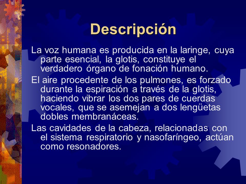 Descripción La voz humana es producida en la laringe, cuya parte esencial, la glotis, constituye el verdadero órgano de fonación humano.