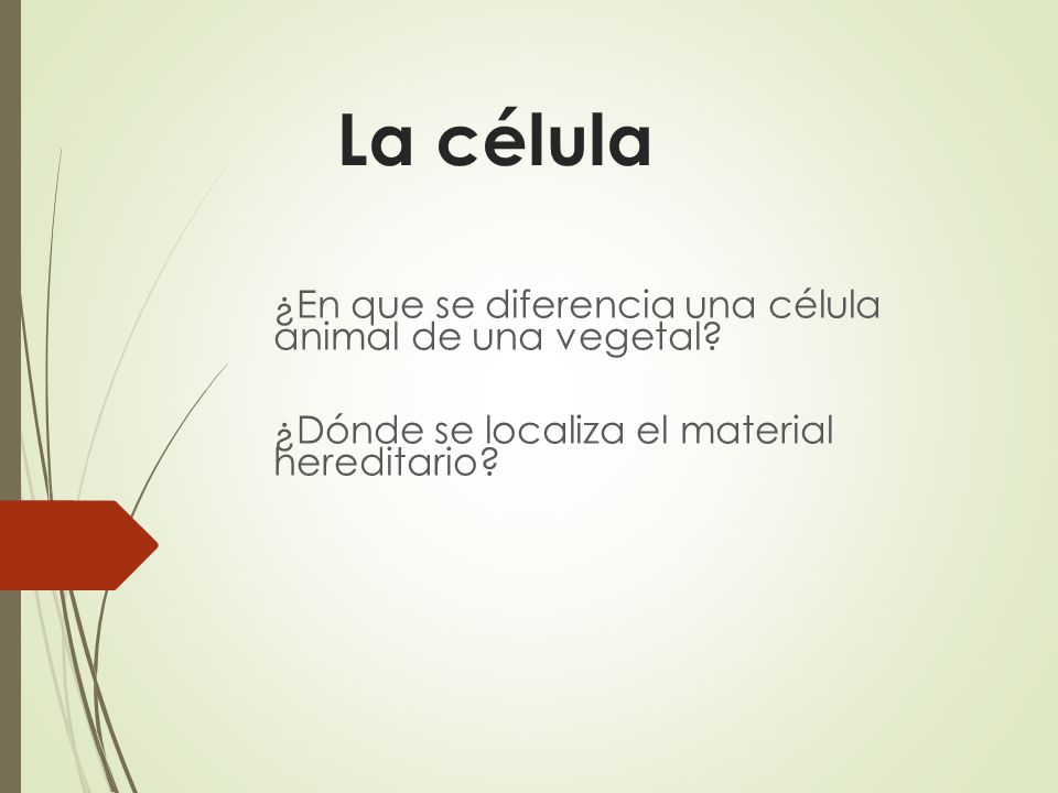La célula ¿En que se diferencia una célula animal de una vegetal