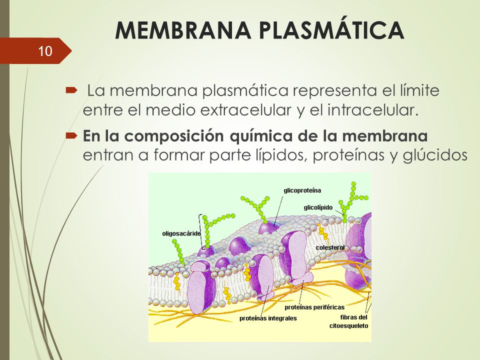 MEMBRANA PLASMÁTICA La membrana plasmática representa el límite entre el medio extracelular y el intracelular.
