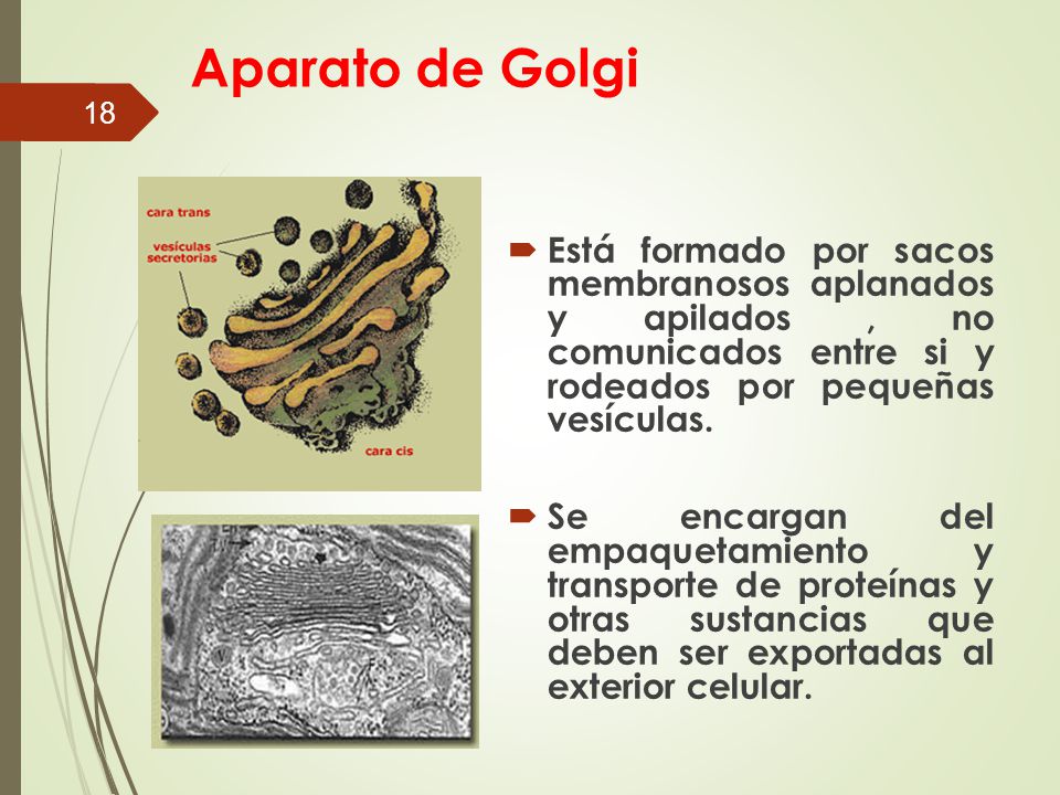 Aparato de Golgi Está formado por sacos membranosos aplanados y apilados , no comunicados entre si y rodeados por pequeñas vesículas.