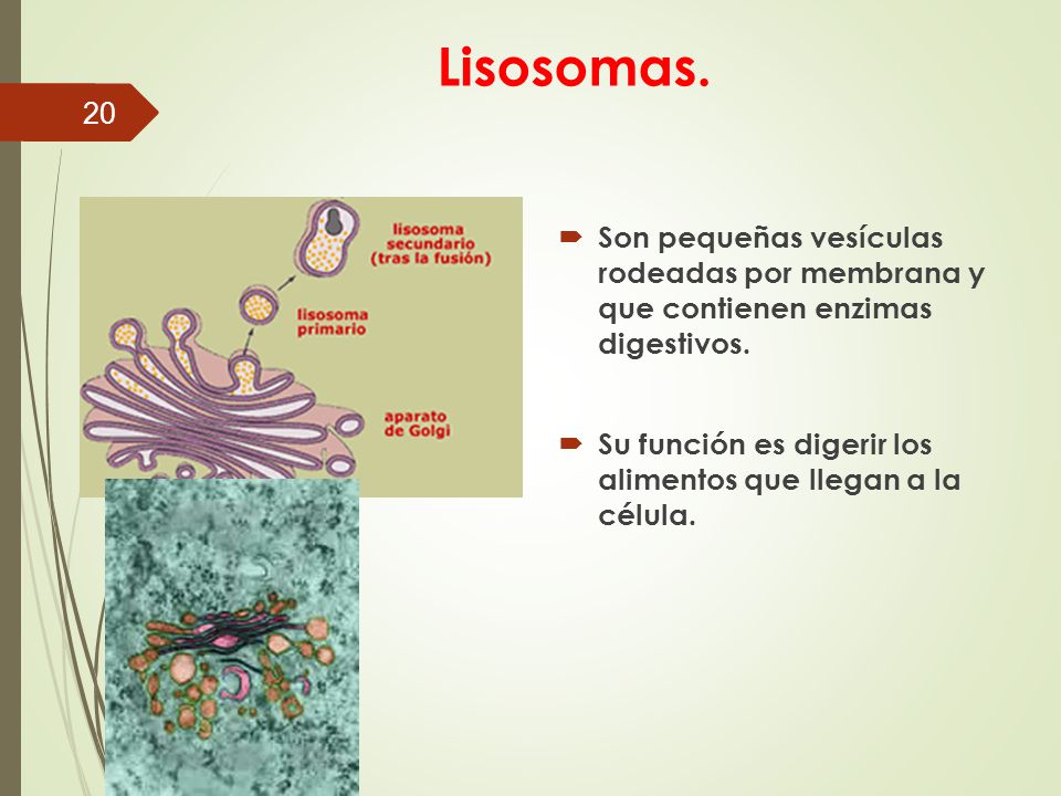 Lisosomas. Son pequeñas vesículas rodeadas por membrana y que contienen enzimas digestivos.