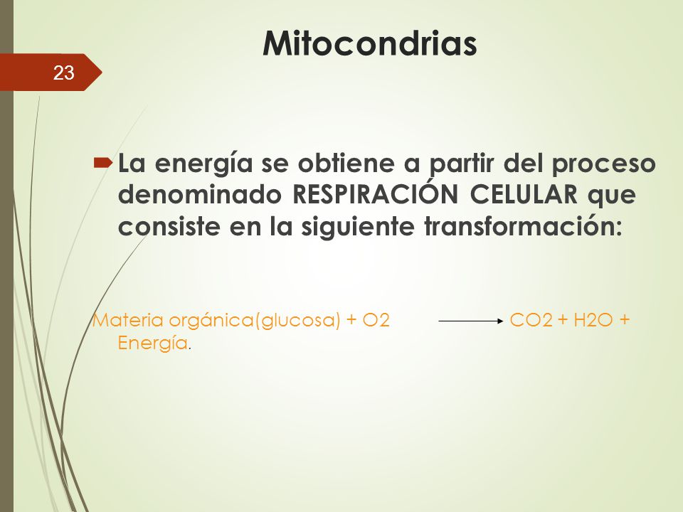 Mitocondrias La energía se obtiene a partir del proceso denominado RESPIRACIÓN CELULAR que consiste en la siguiente transformación: