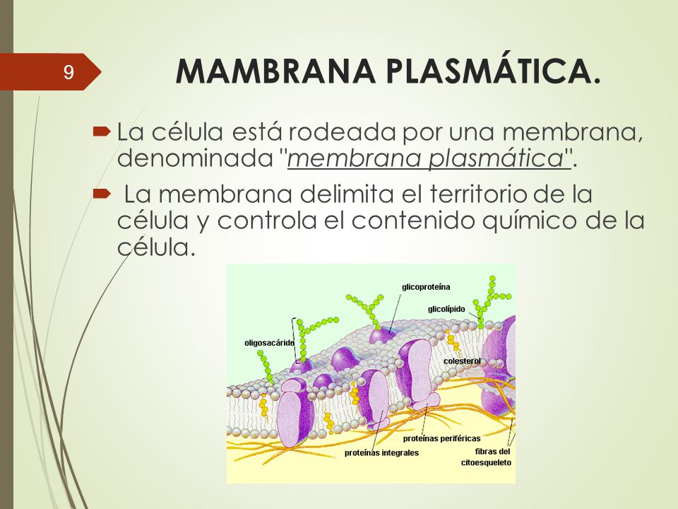 MAMBRANA PLASMÁTICA. La célula está rodeada por una membrana, denominada membrana plasmática .
