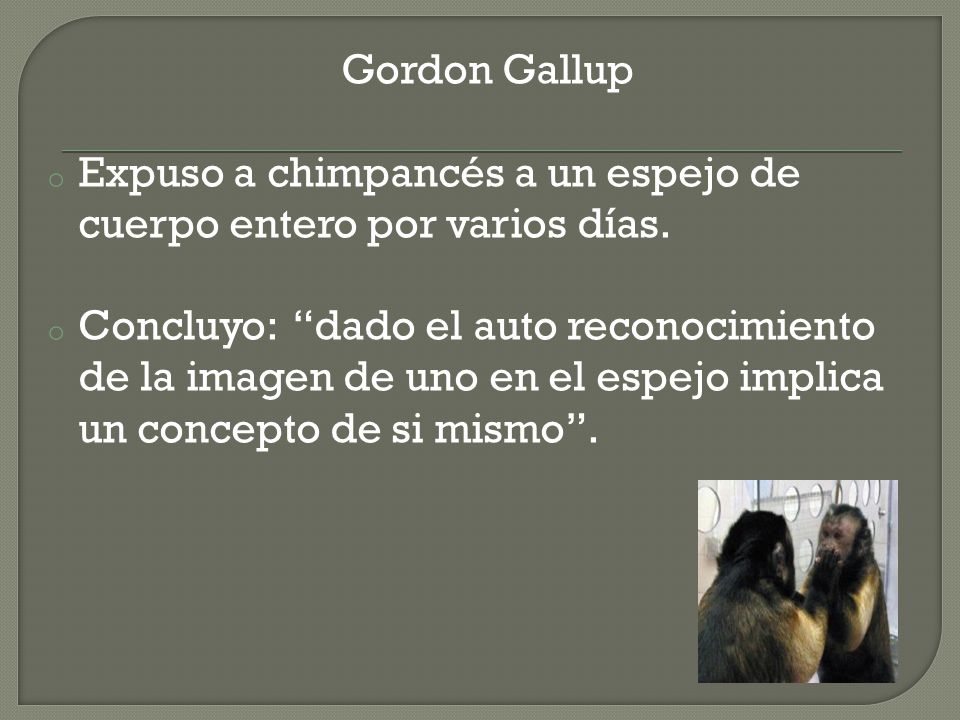 Gordon Gallup Expuso a chimpancés a un espejo de cuerpo entero por varios días.